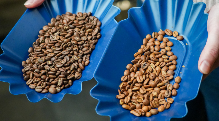 Coffee Quakers sorting