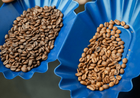 Sorting Out Flavor: The Key to Unlocking Coffee's Full Potential