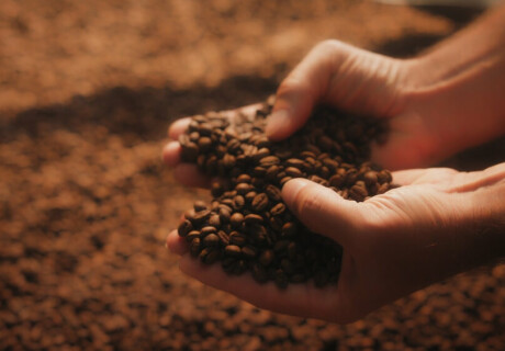 How to Read Coffee Roast Curves and What They Really Mean